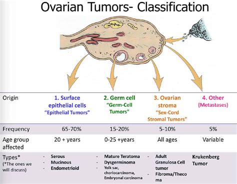 Granulosa cell tumors (GCTs) of the ovary belong to the group of ovarian sex-cord stromal tumors and represent 5 to 10 of ovarian malignancies. . Granulosa cells